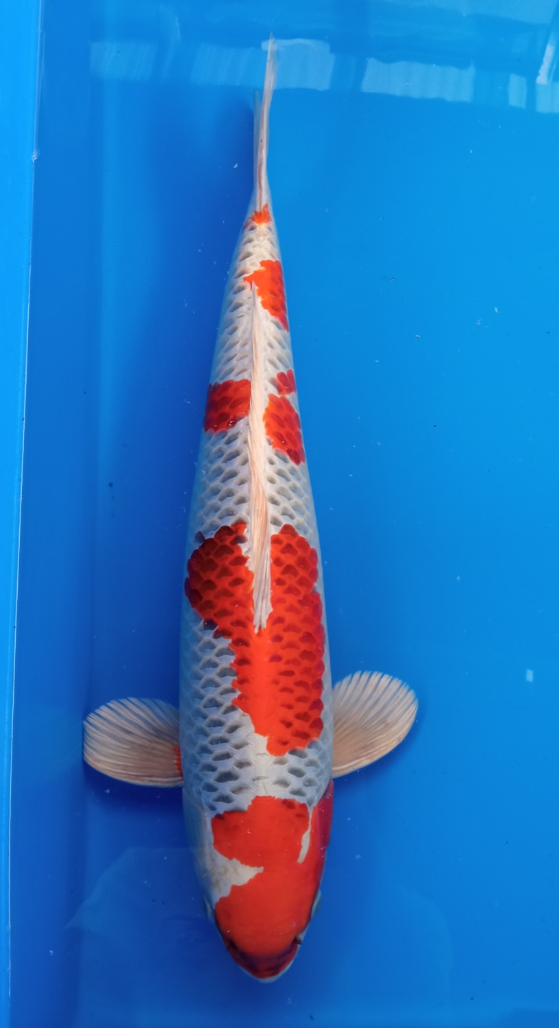 Juara 2