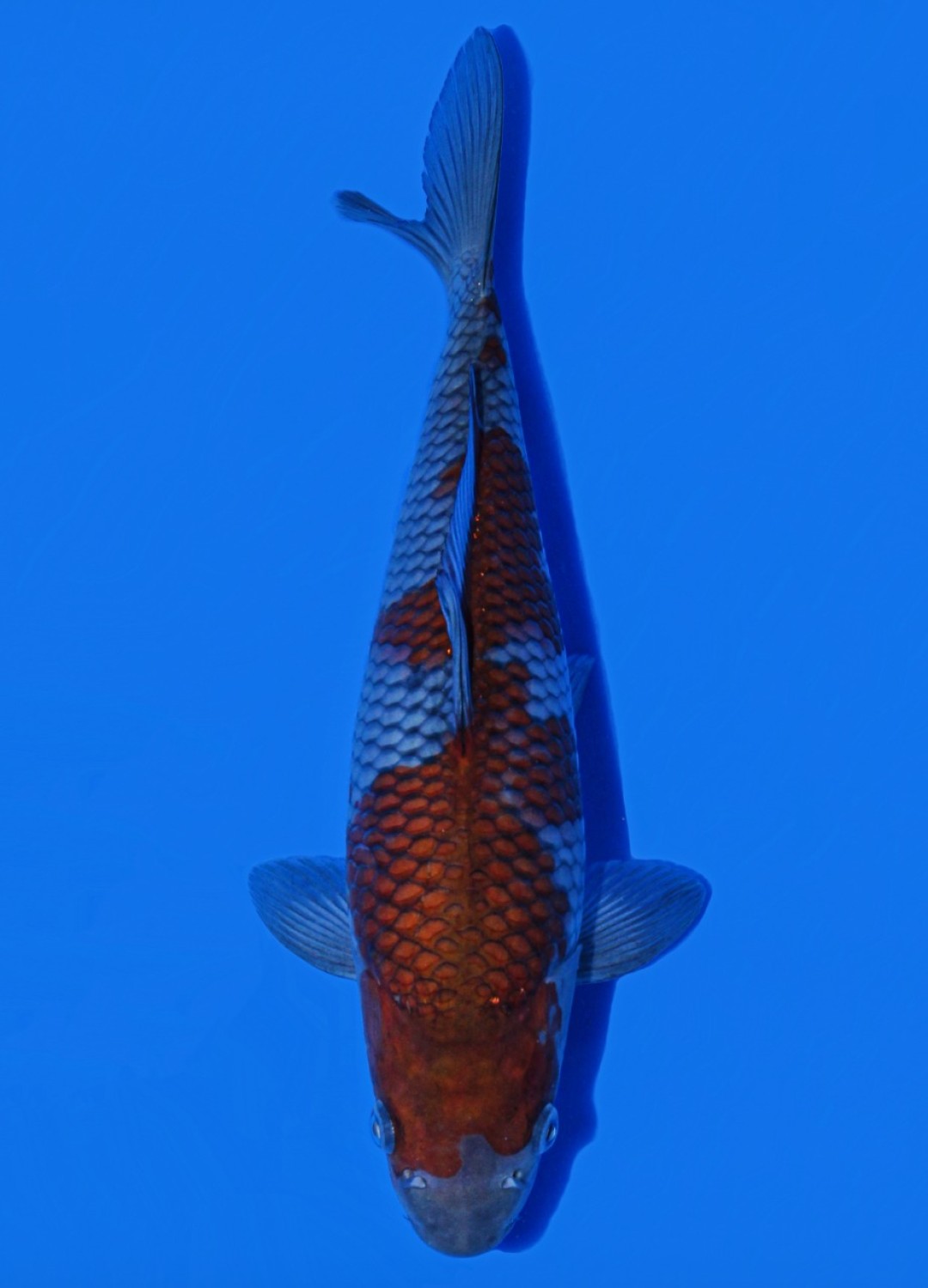 Juara 4