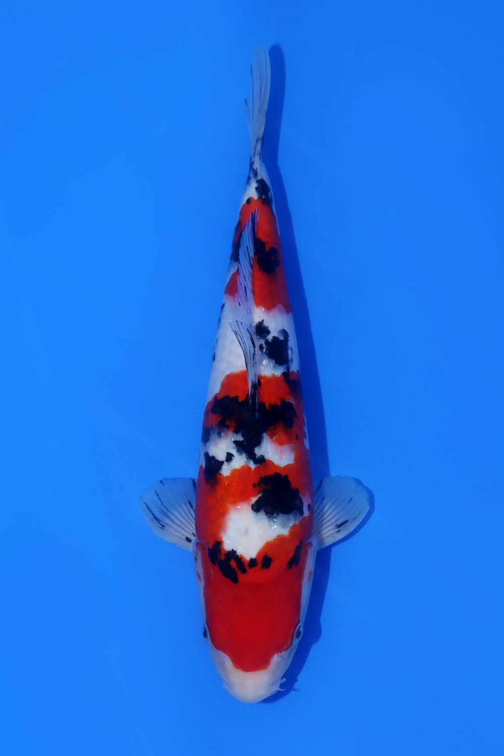 Juara 1