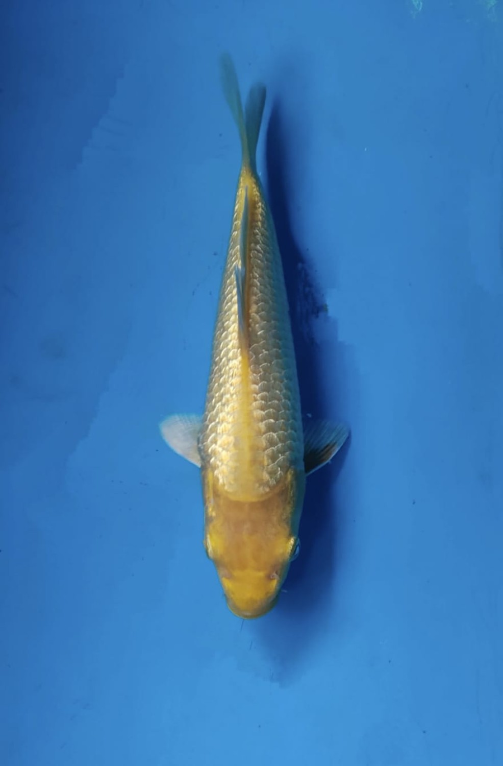 Best In Size E 16 - 20 cm