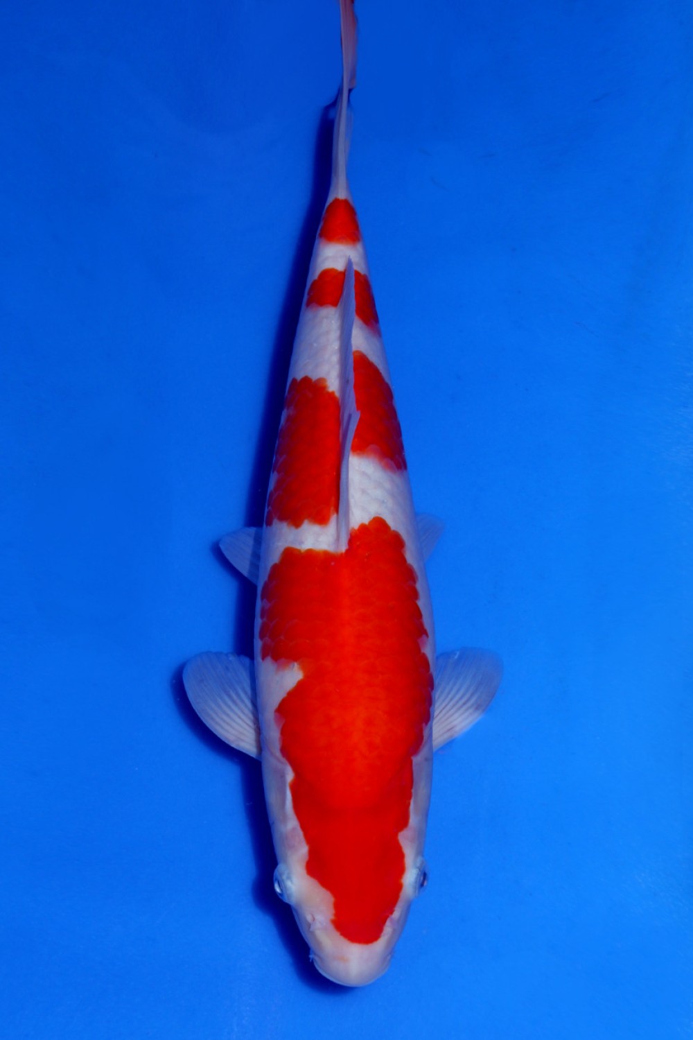 Juara 1