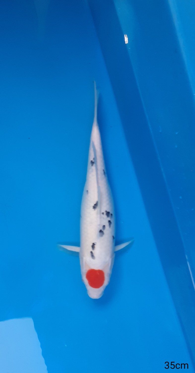 Juara 5