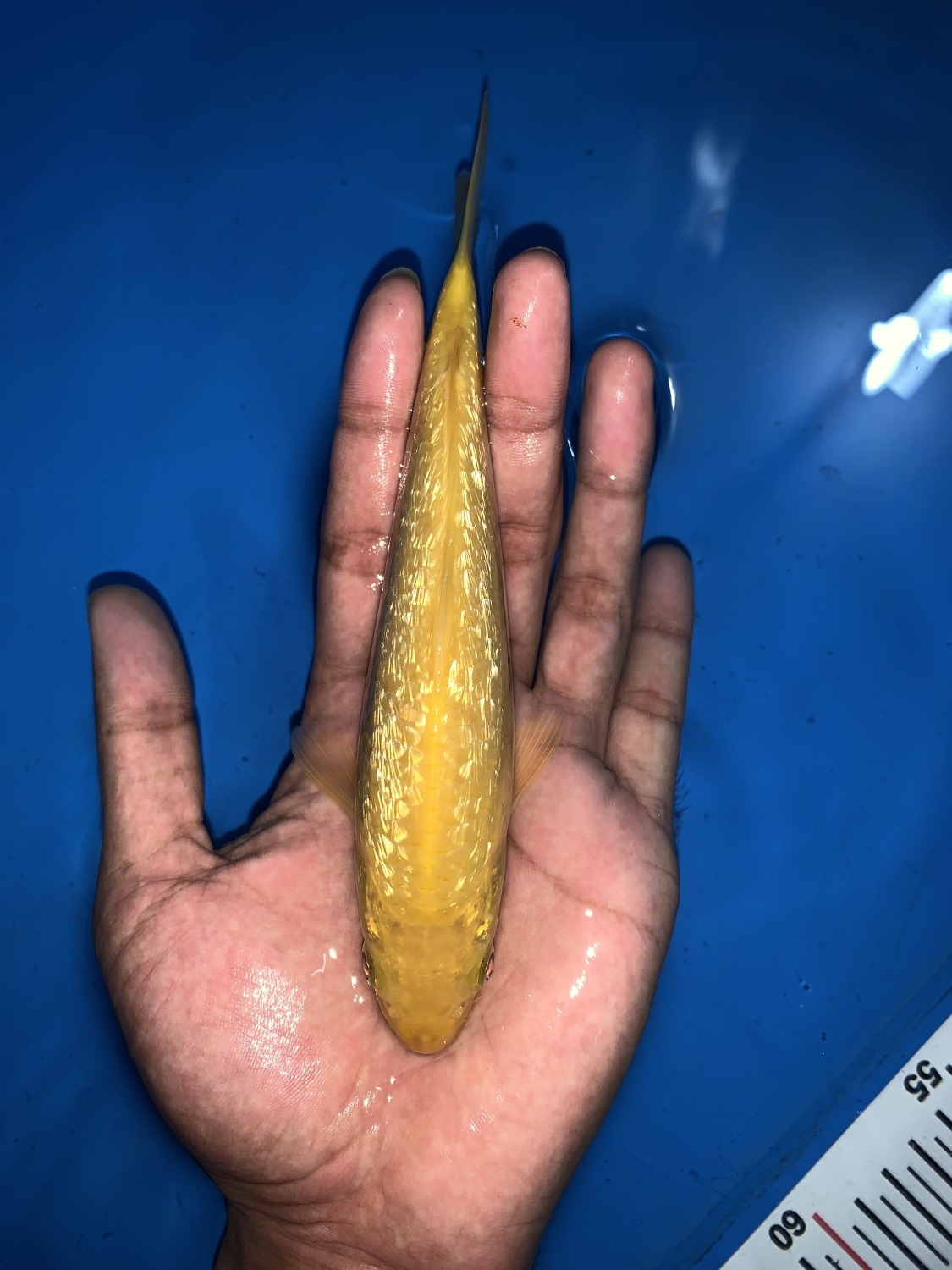 Juara 4