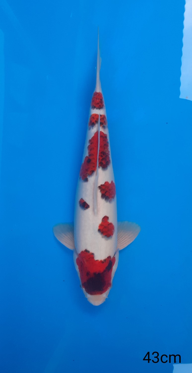 Juara 1