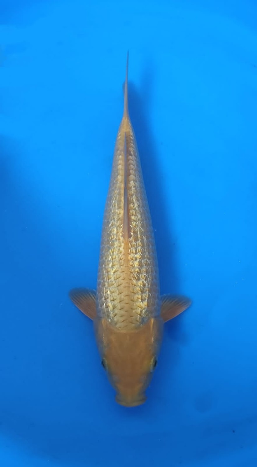 Juara 1
