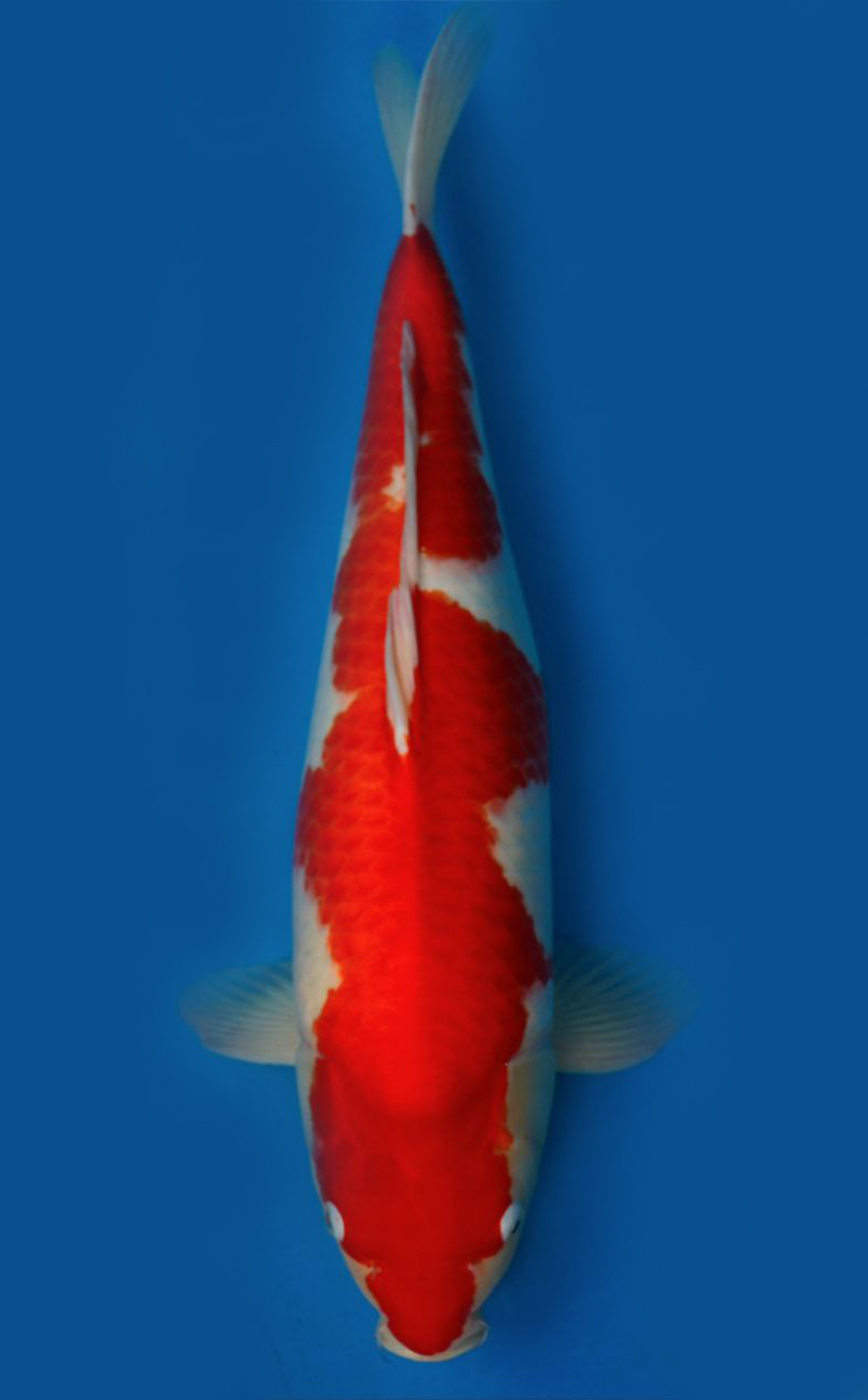 Juara 2