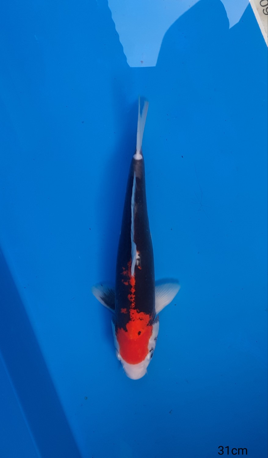 Juara 1