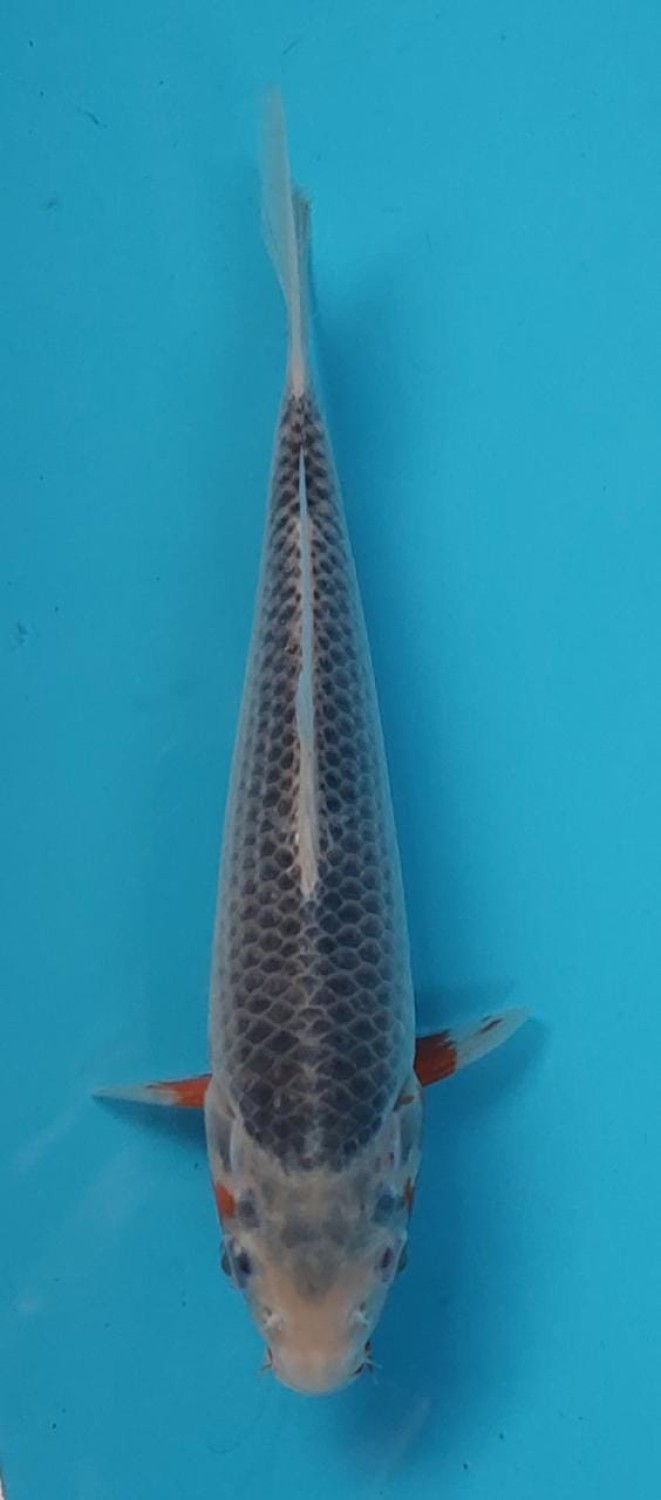 Juara 3