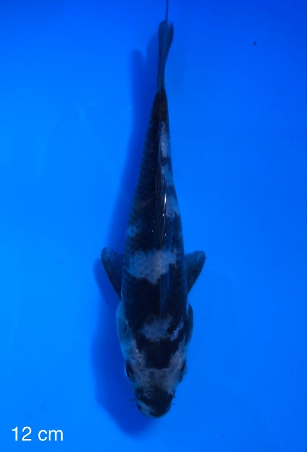 Juara 3