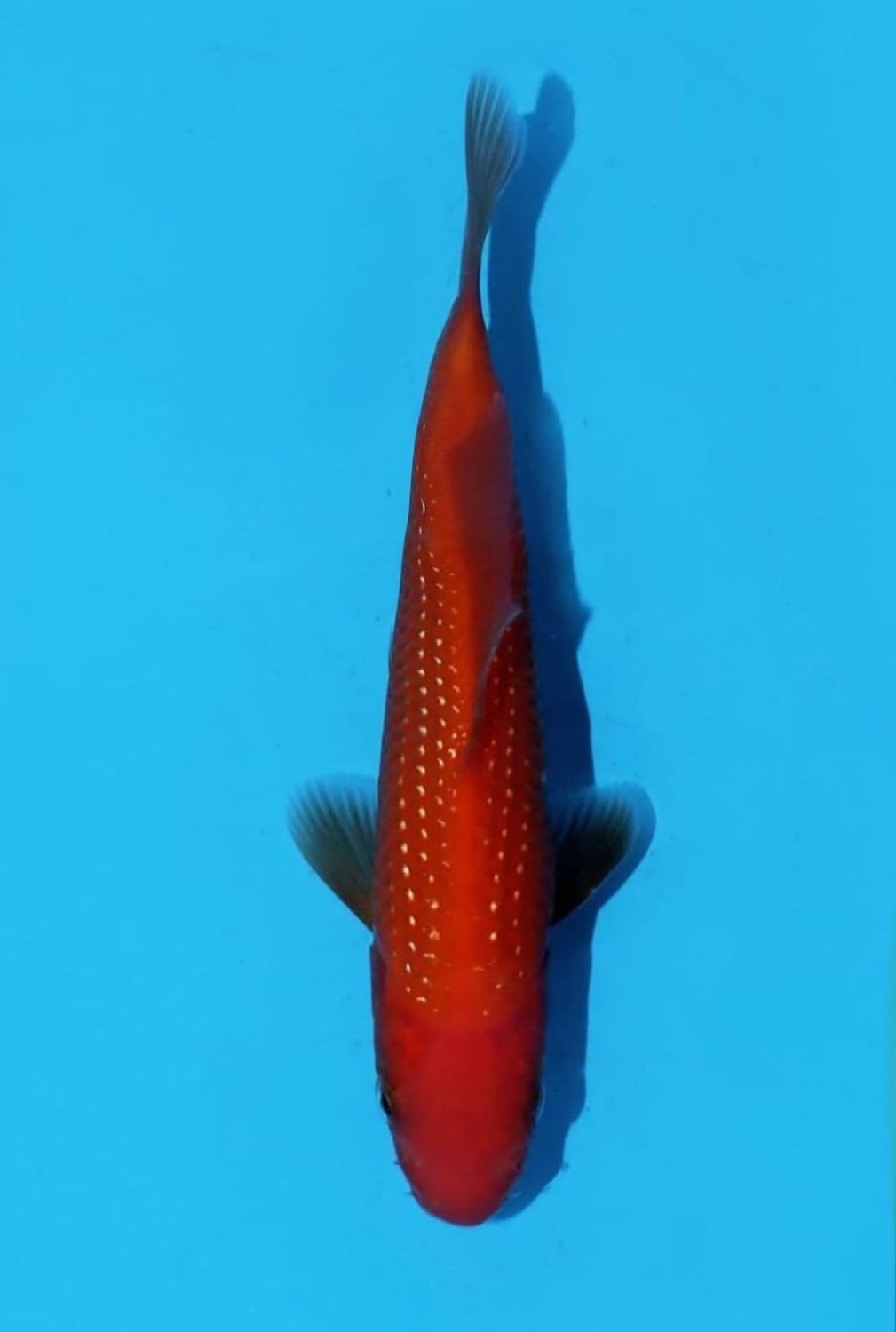 Best In Size E 13-15 cm