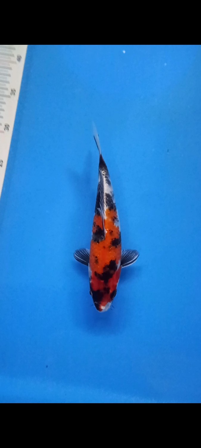 Juara 1