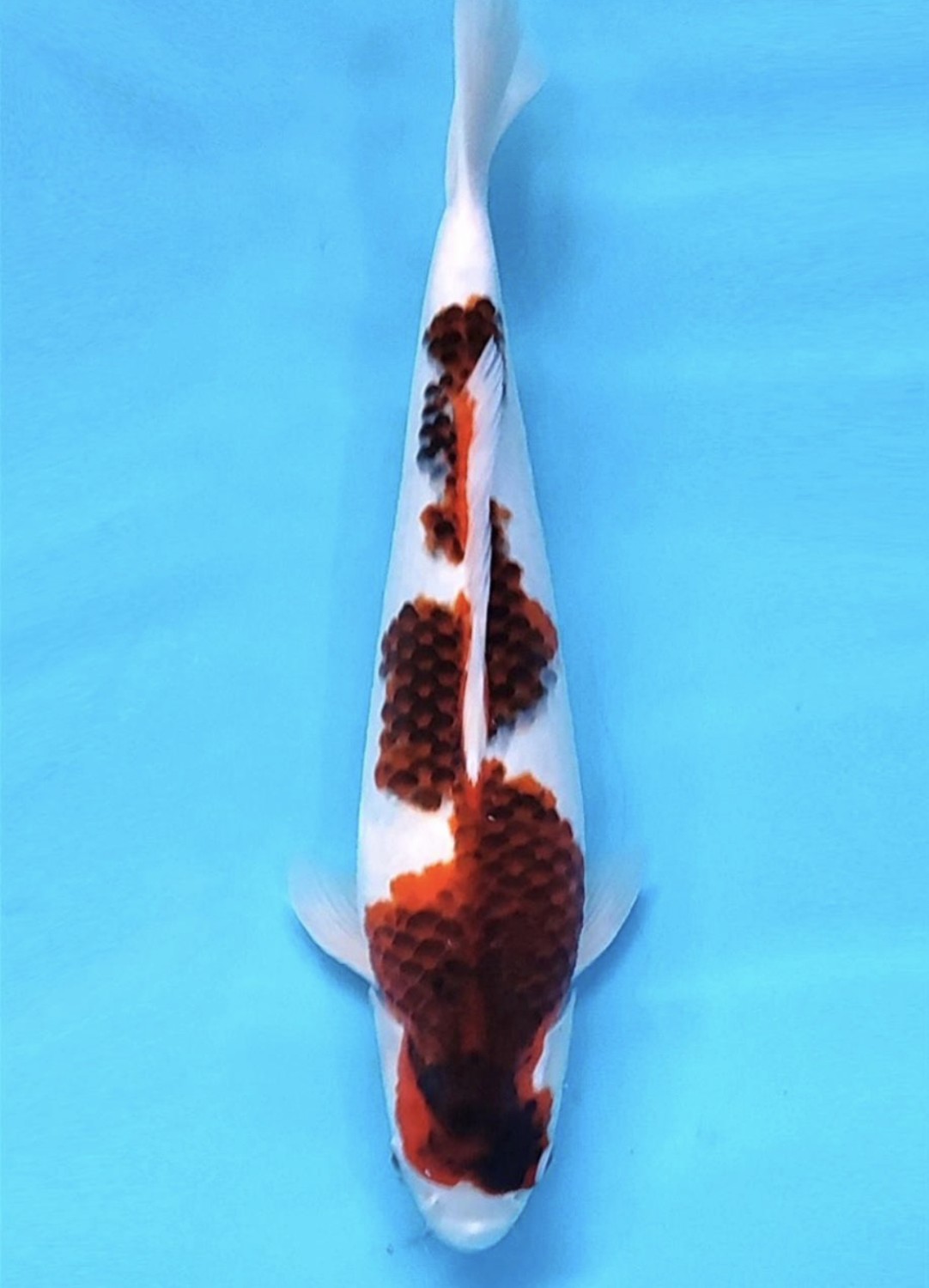 Juara 2