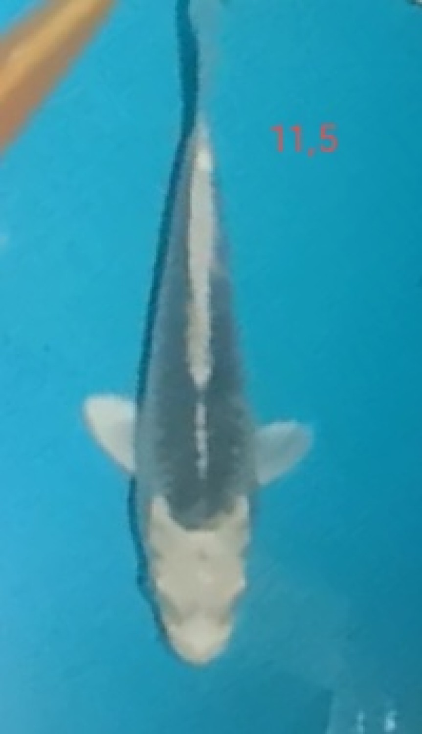 Juara 2