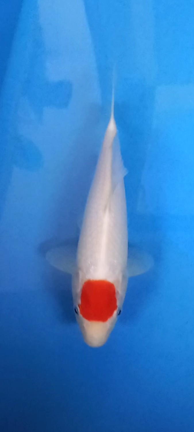 Juara 3