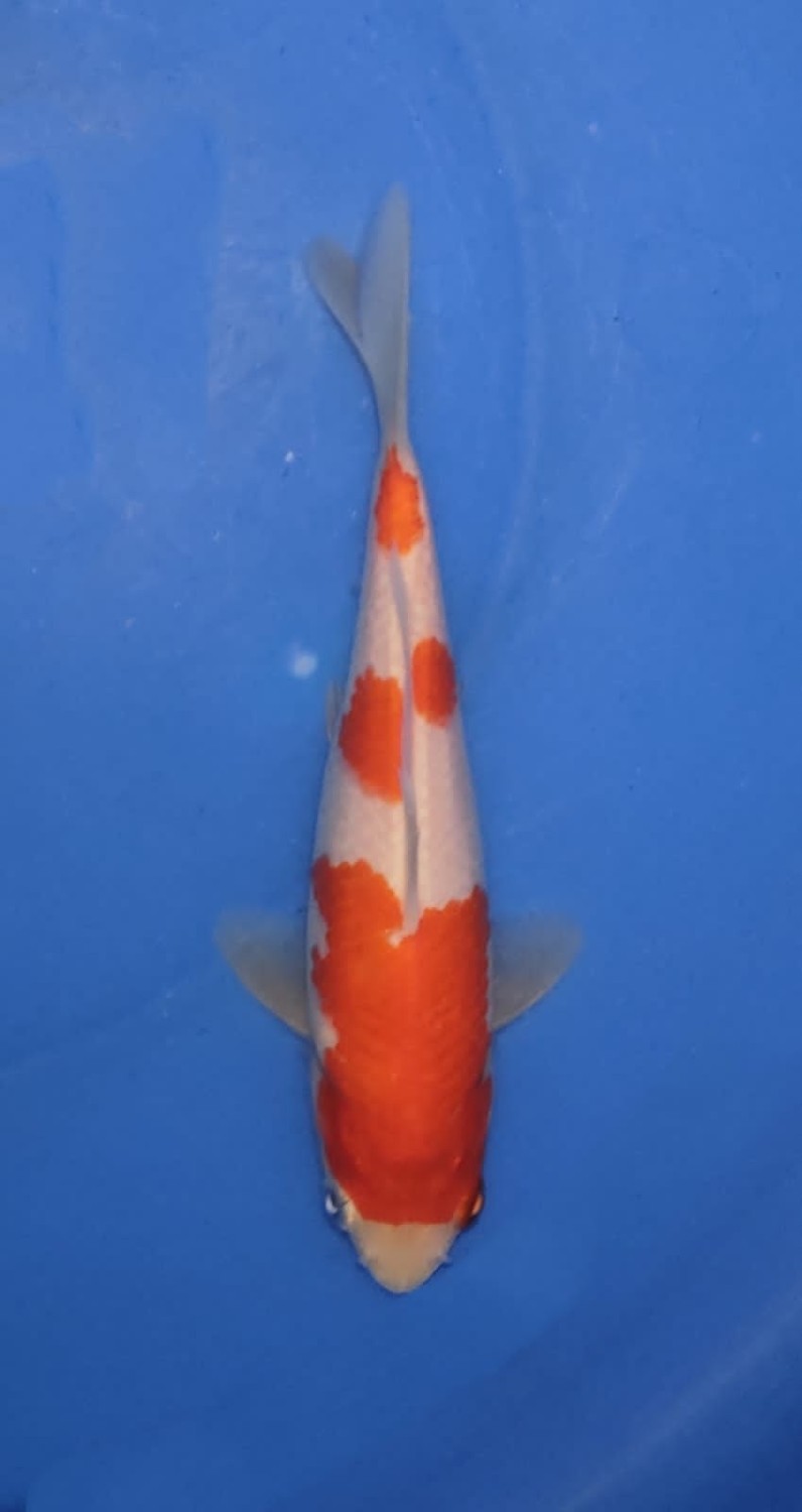 Juara 1