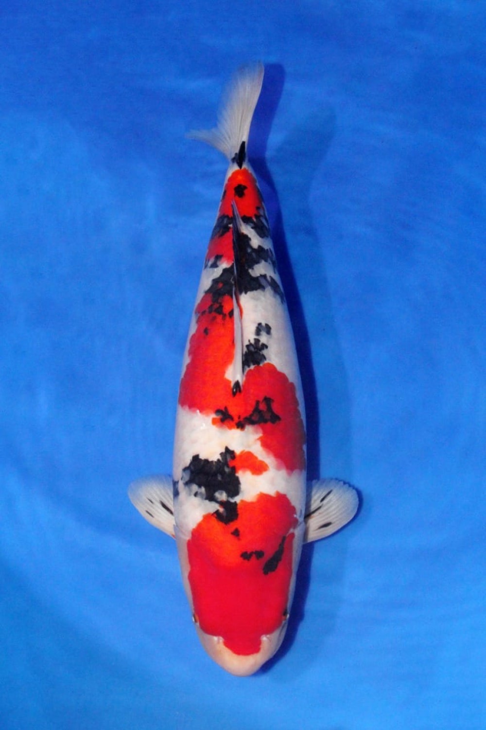 Best In Size A 66 - 70 cm