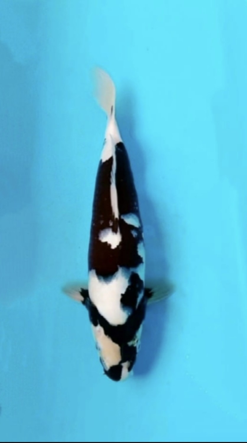 Juara 1