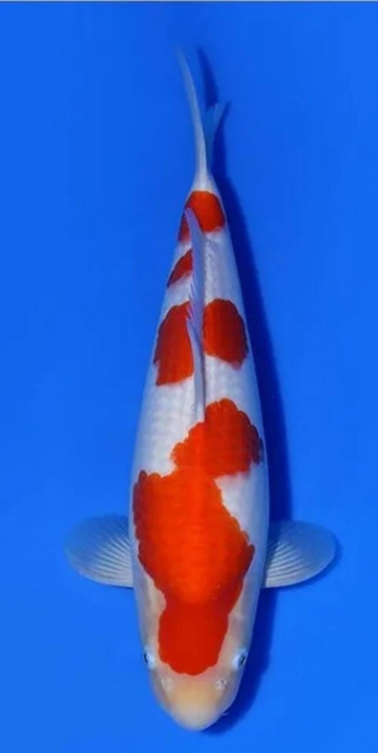 Juara 1