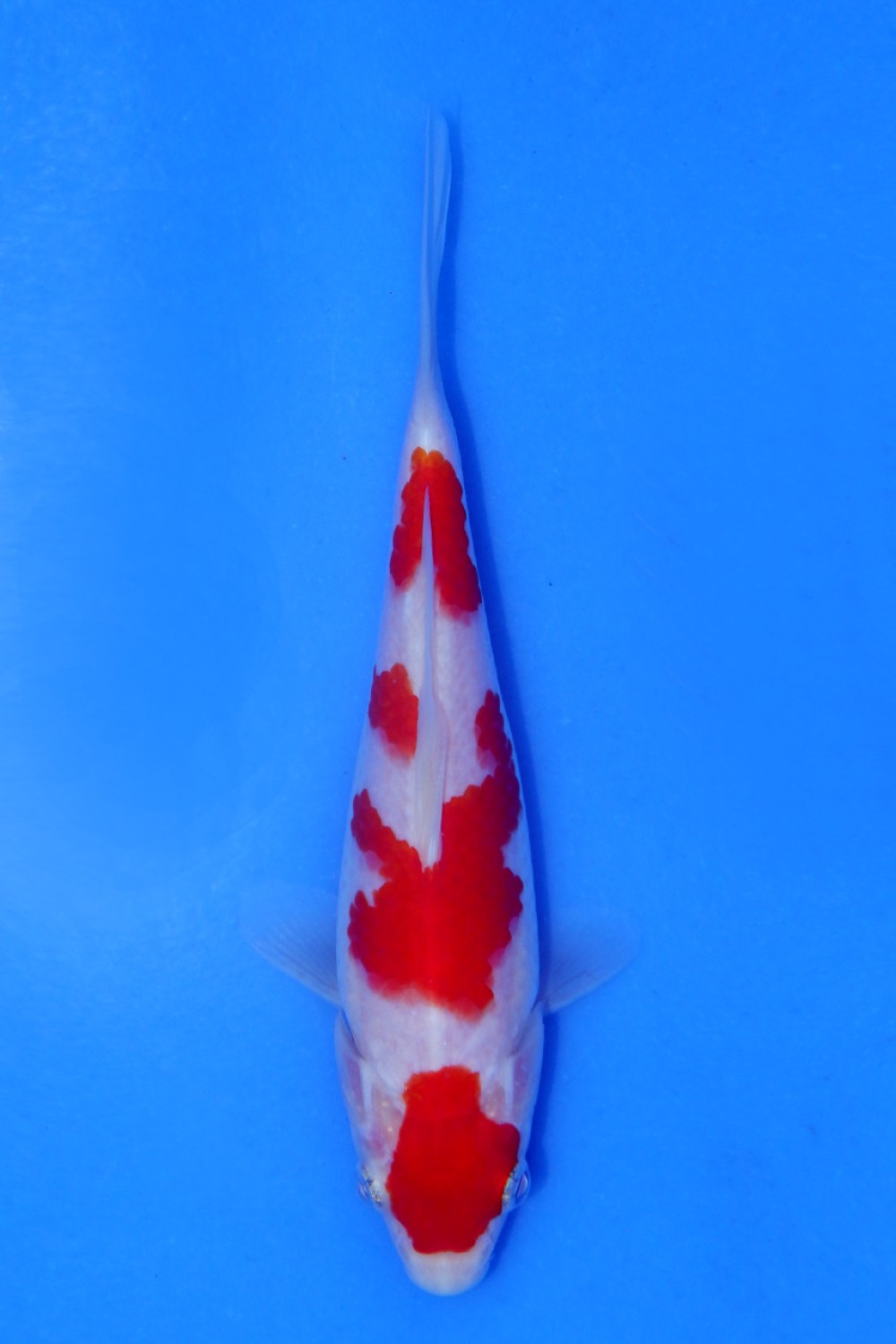 Juara 2