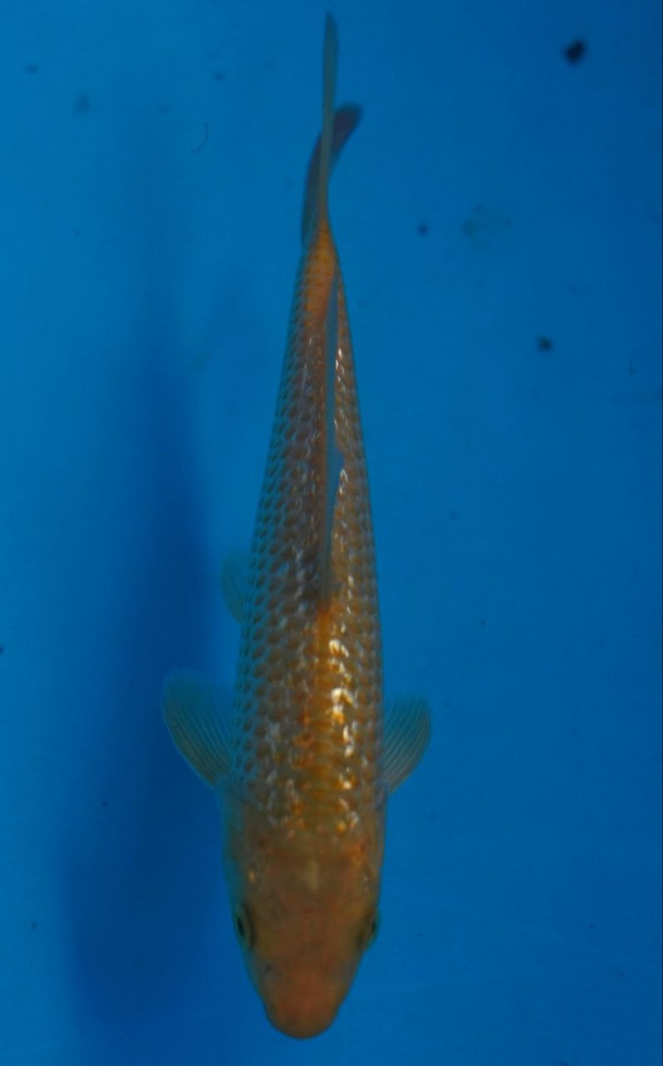 Juara 3