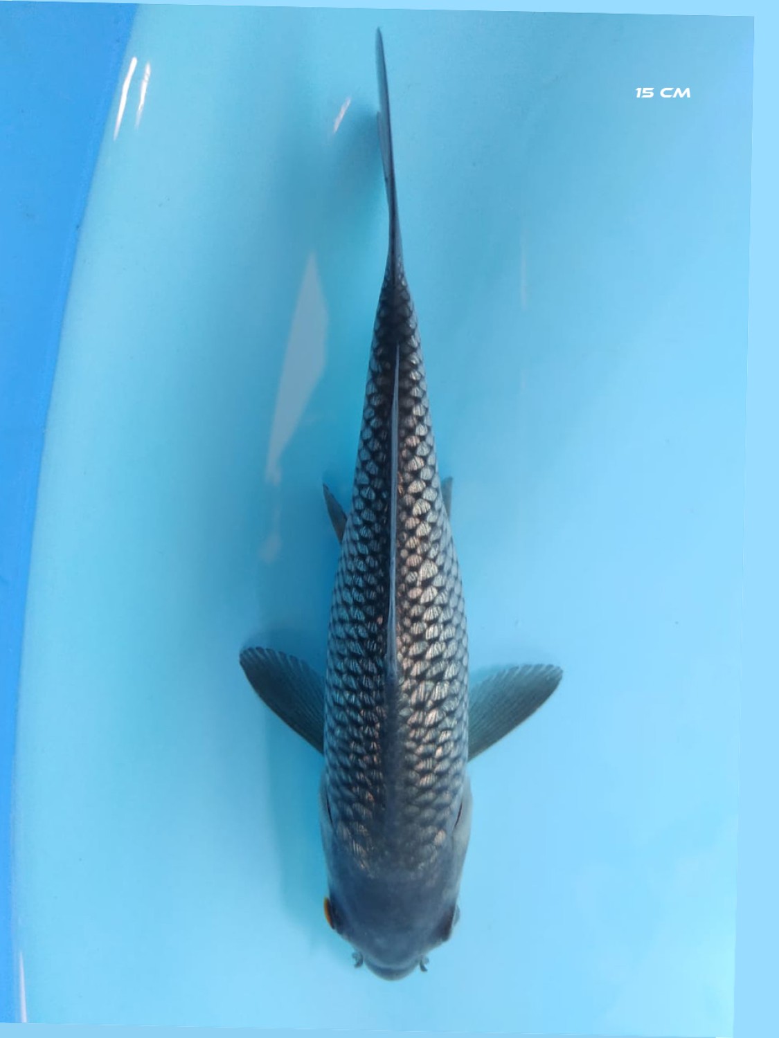 Juara 5
