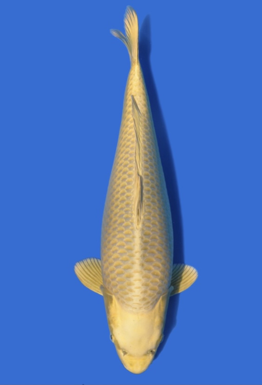 Juara 1
