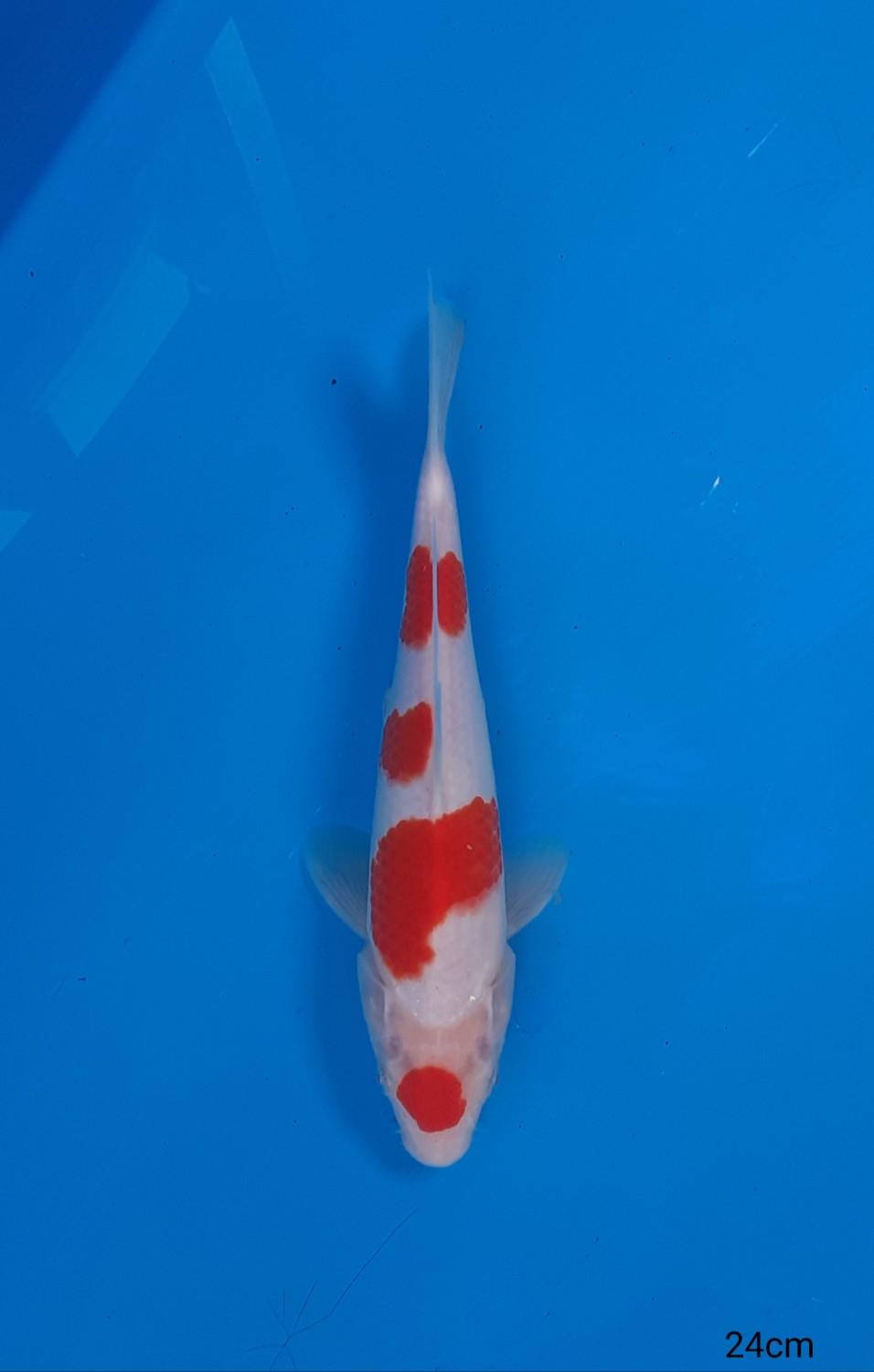 Juara 1