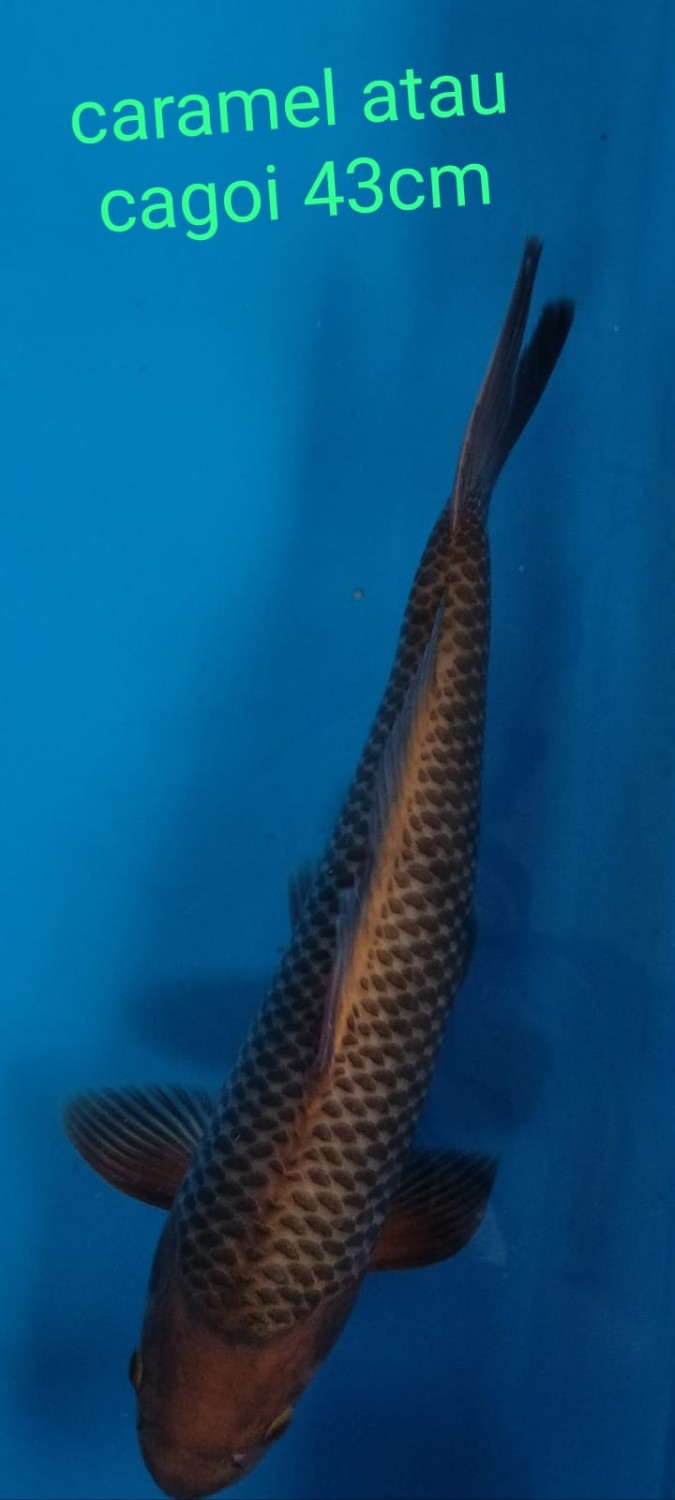 Juara 5