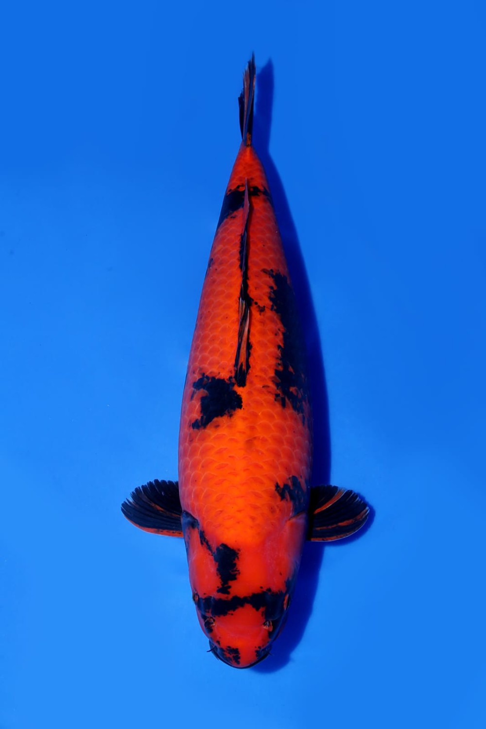 Best In Size D 66 - 70 cm
