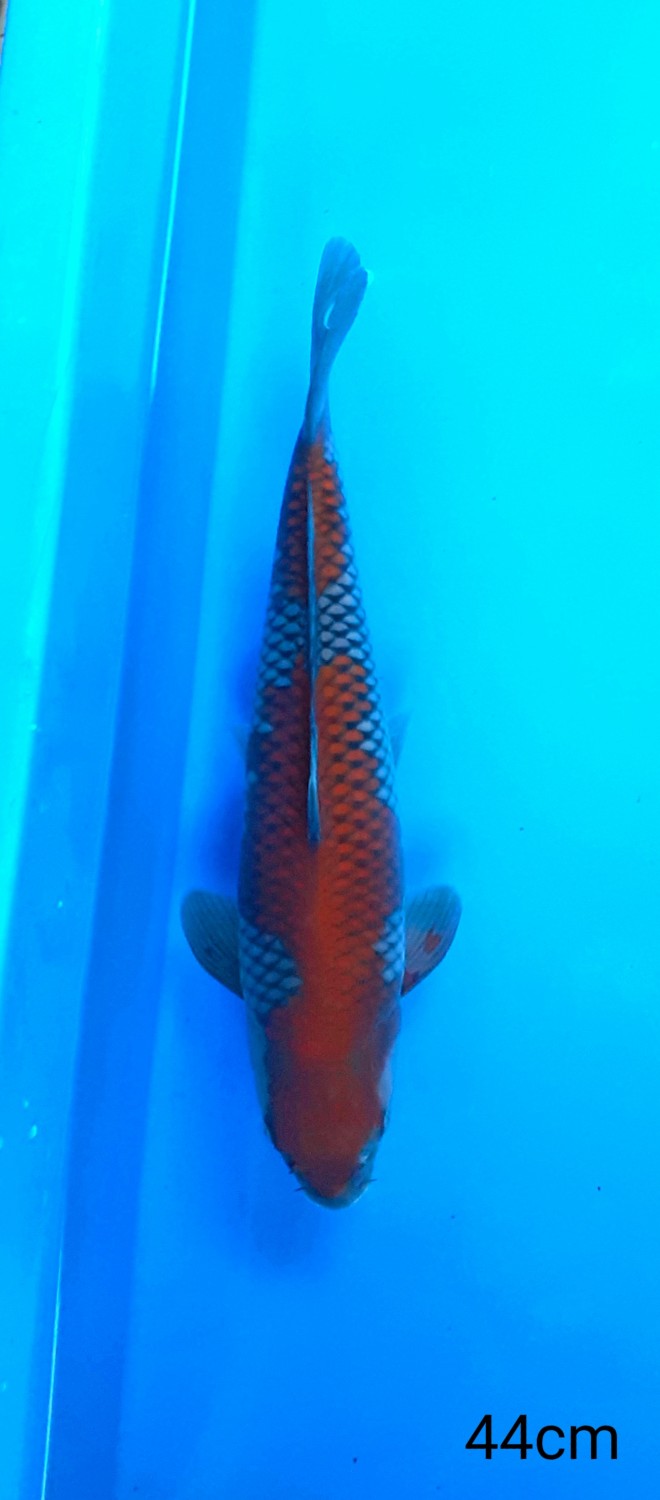 Juara 1