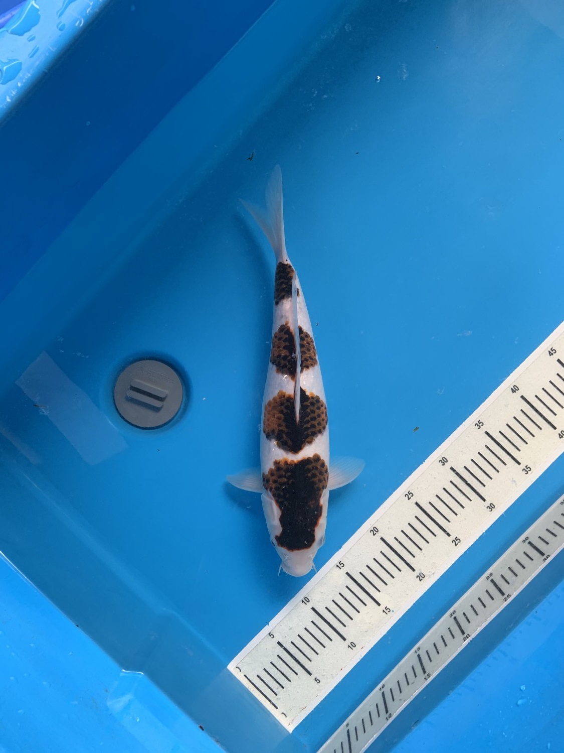 Juara 2
