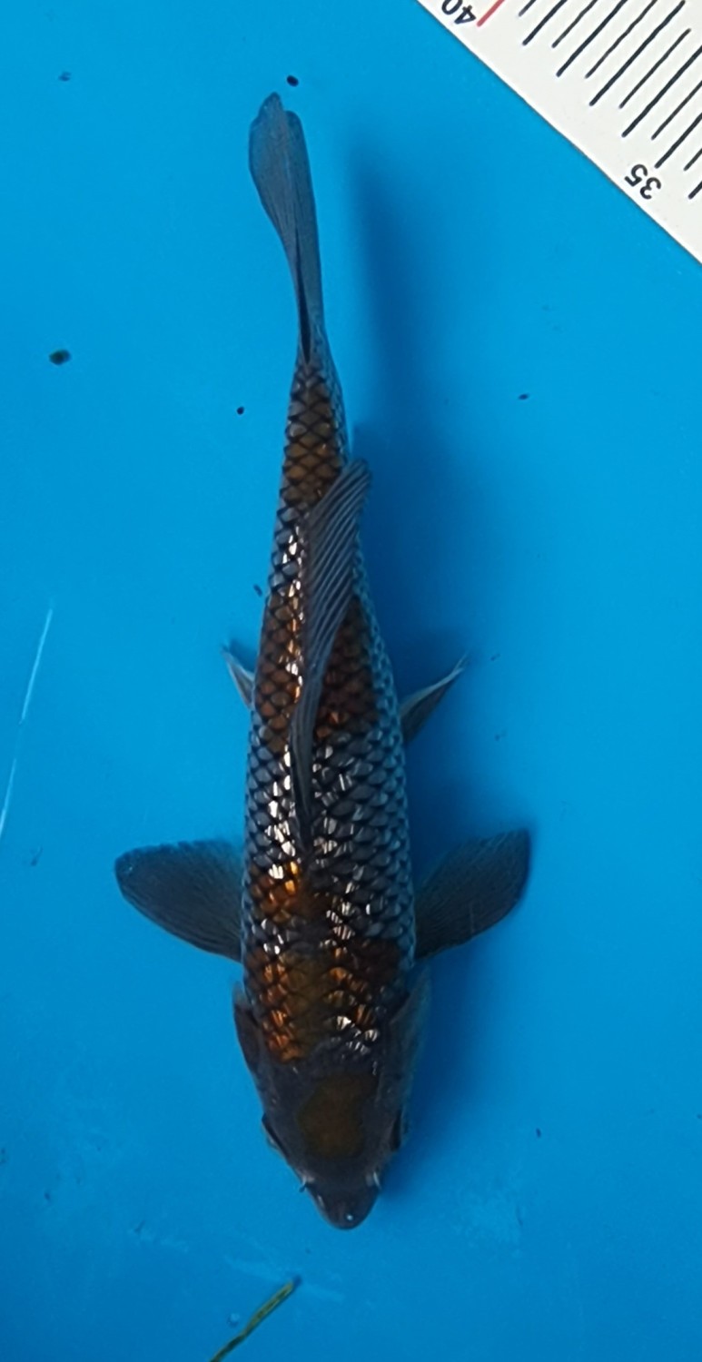 Juara 1