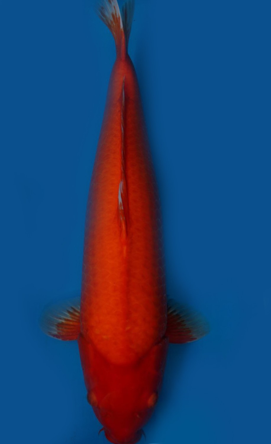Juara 1