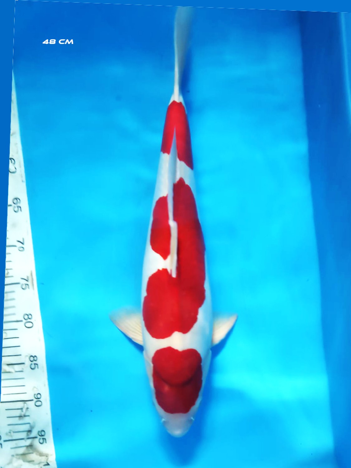 Juara 1