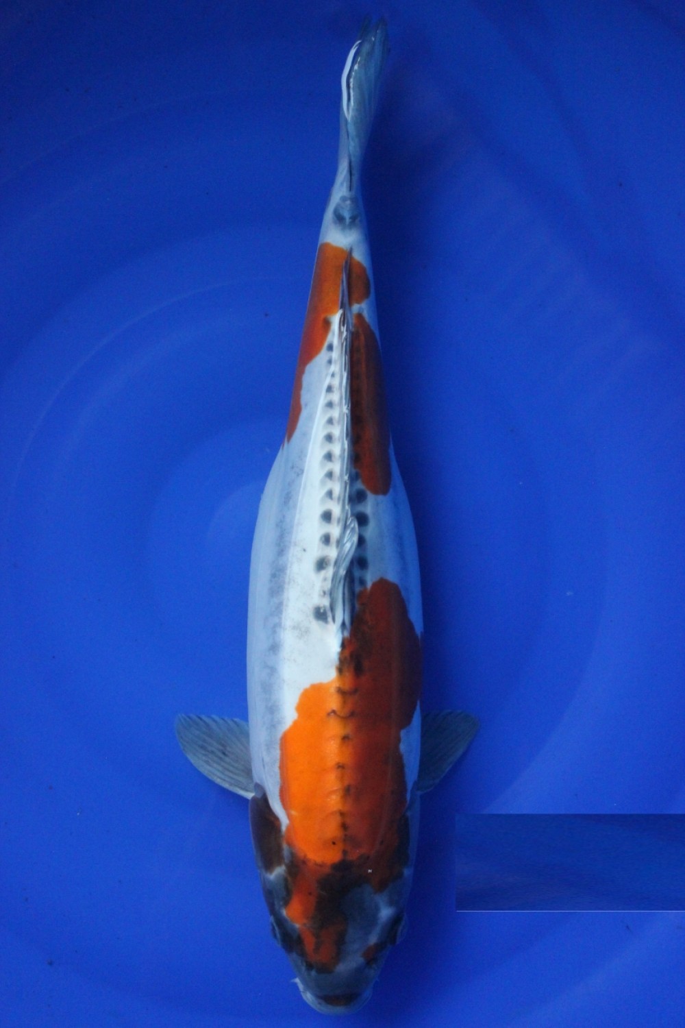 Best In Size C 61 - 65 cm