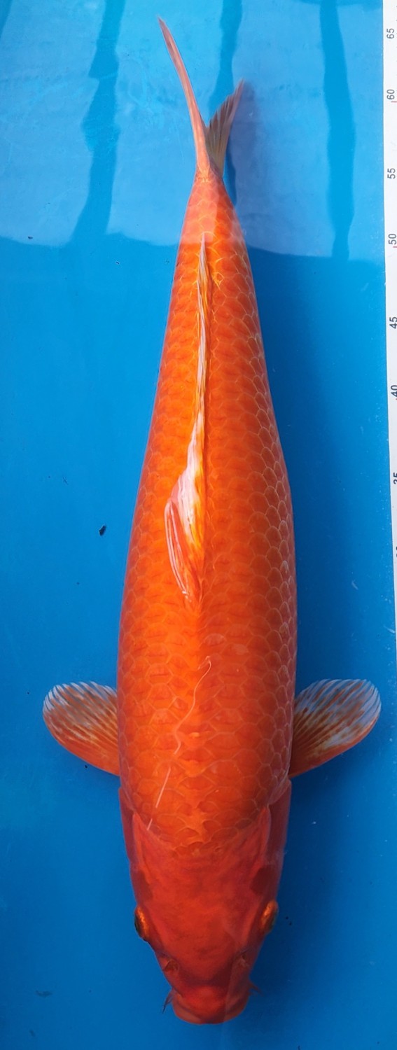 Juara 5