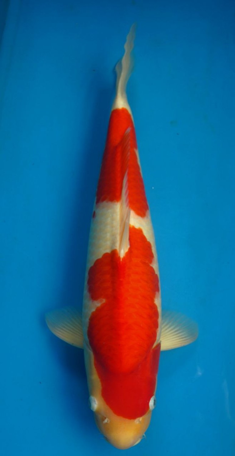 Juara 1