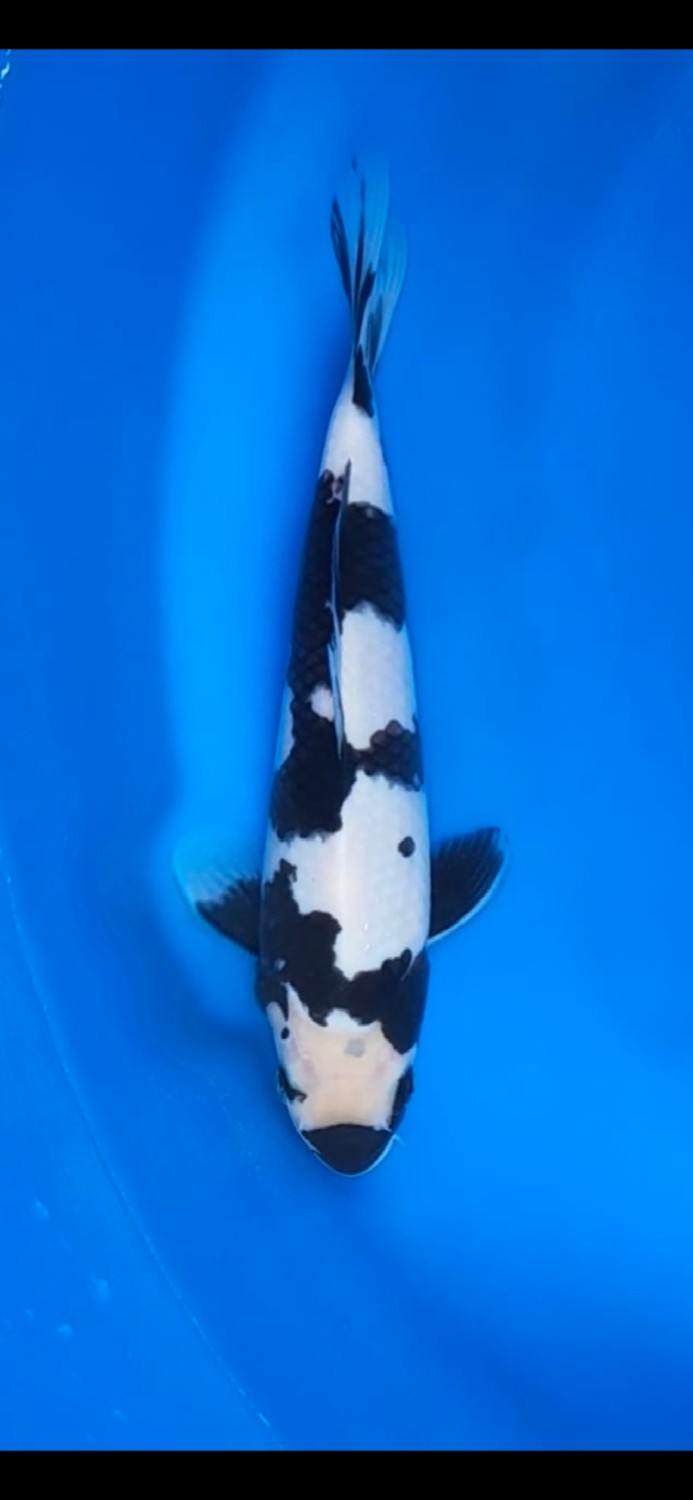 Best In Size B 21 - 25 cm
