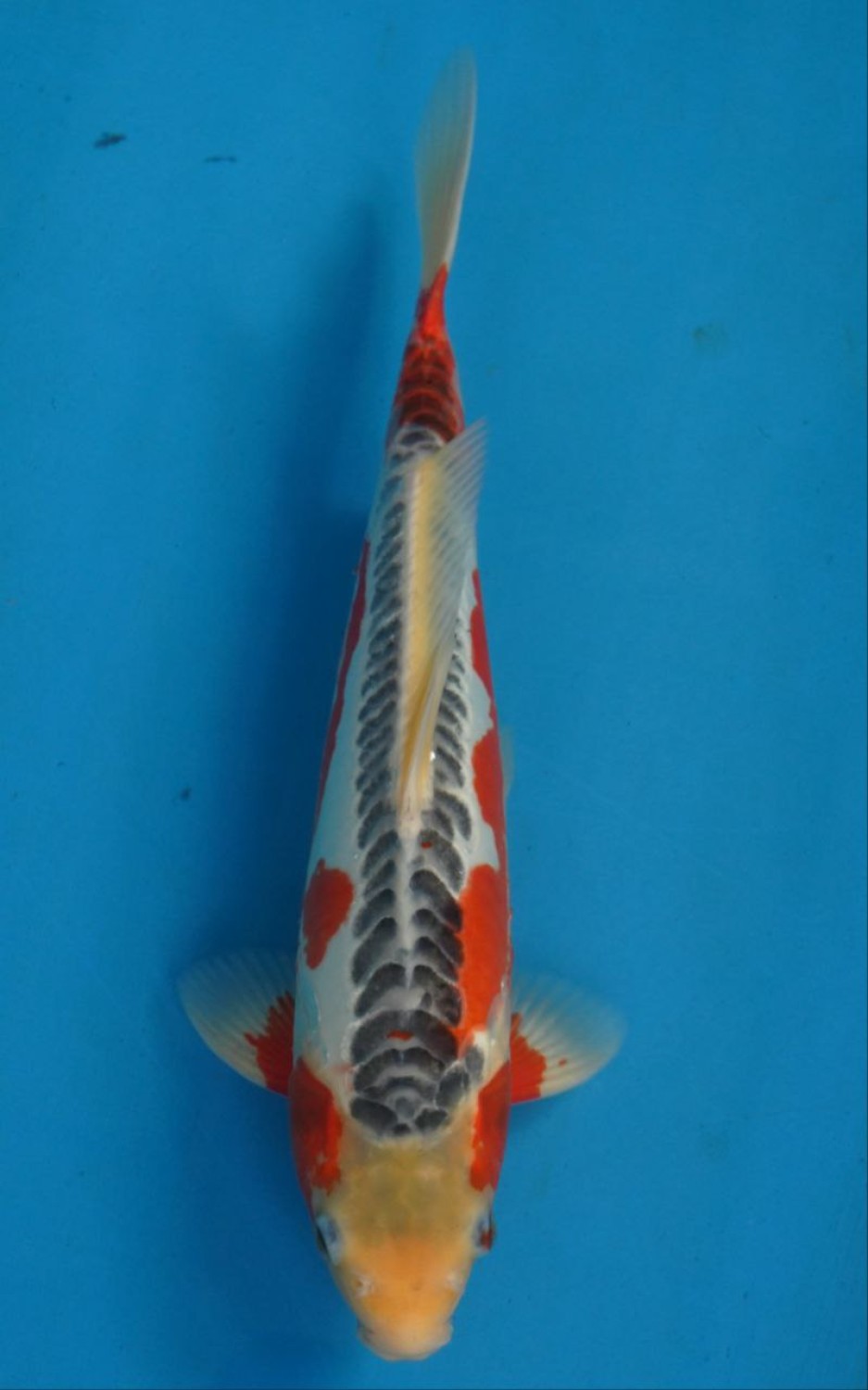 Juara 1