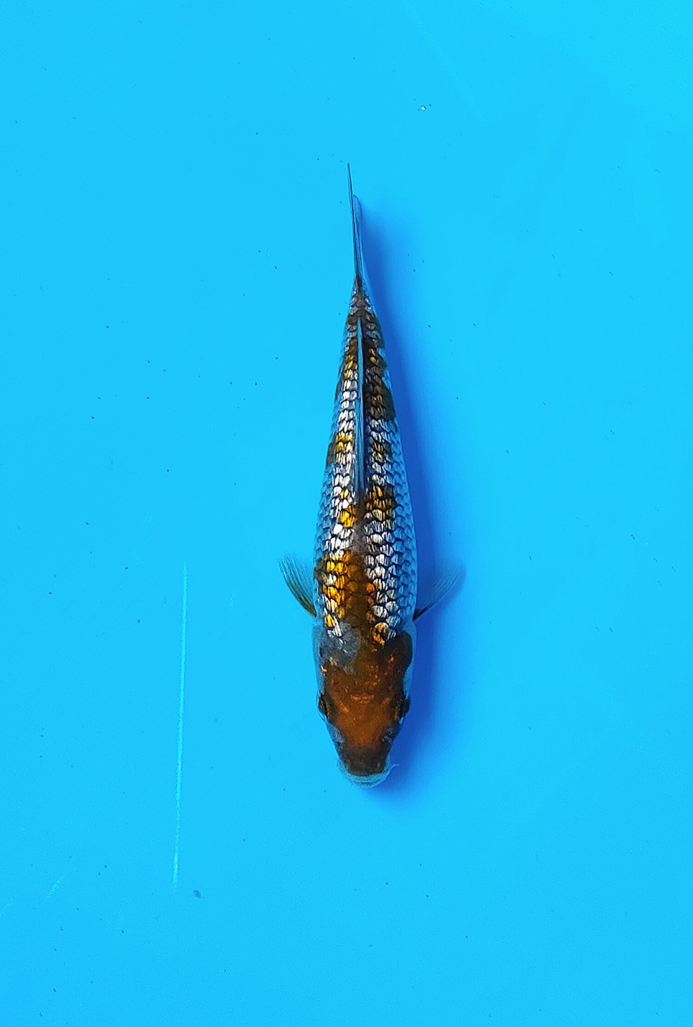 Juara 1