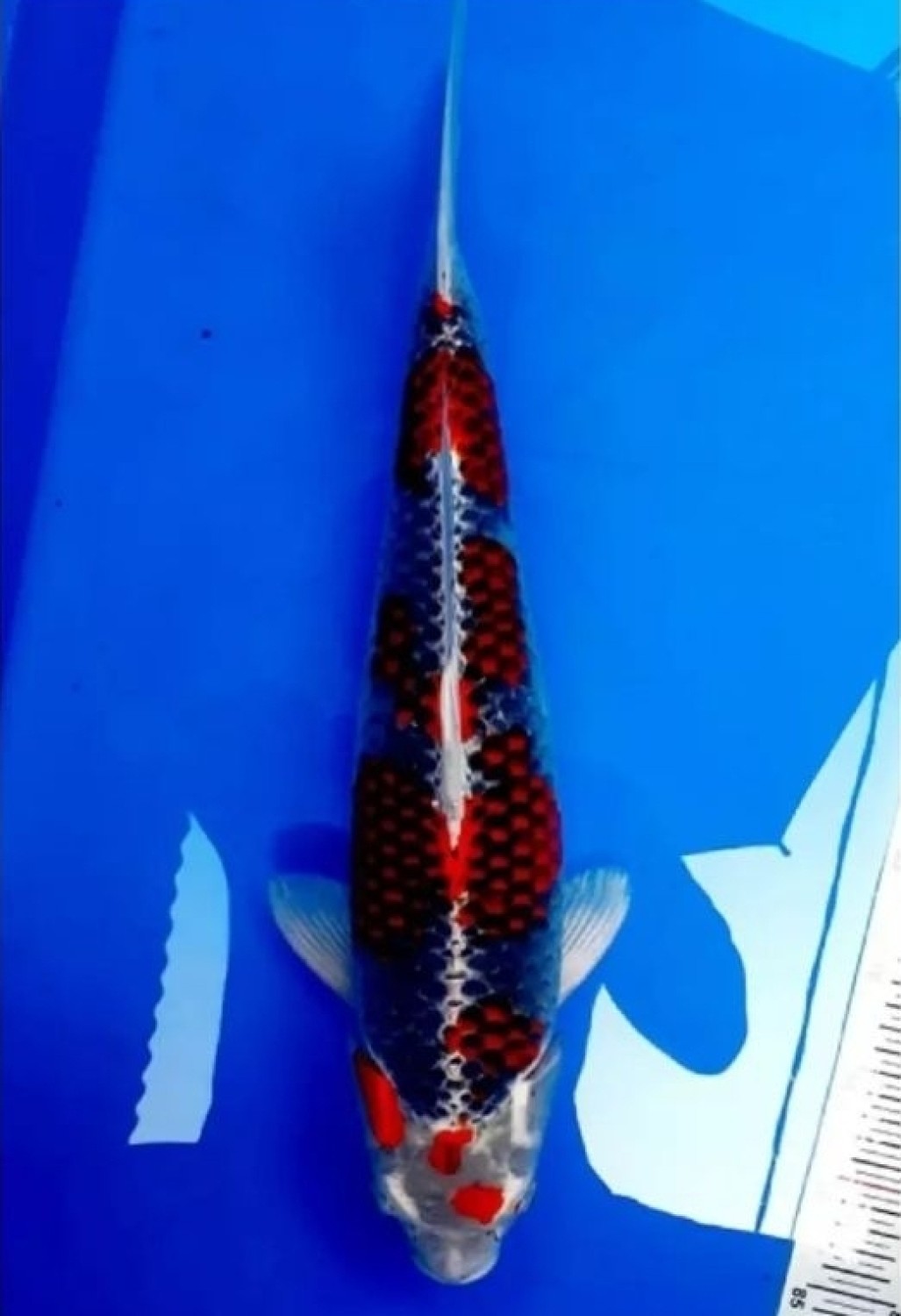 Juara 1