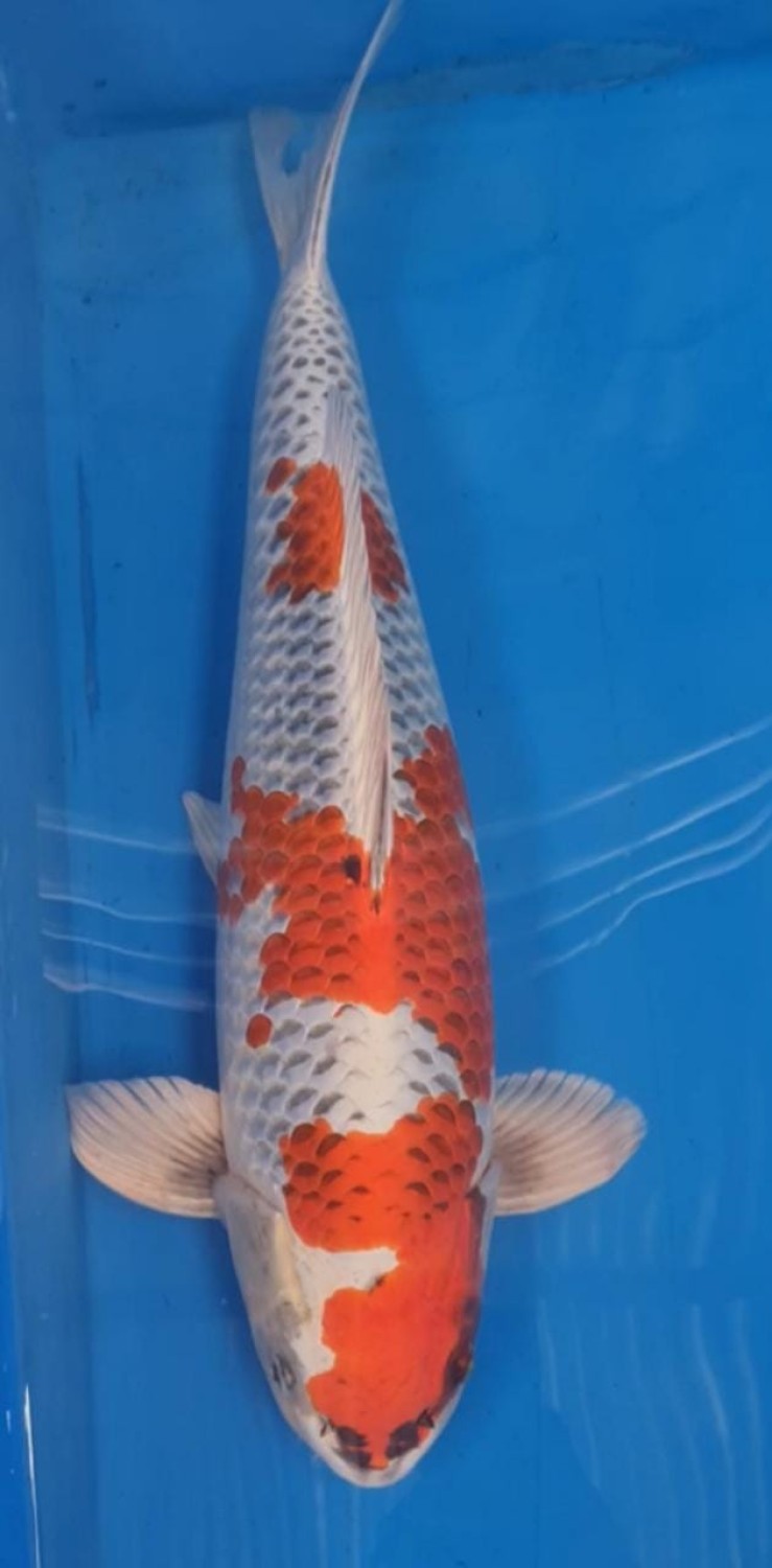 Adult Champion B