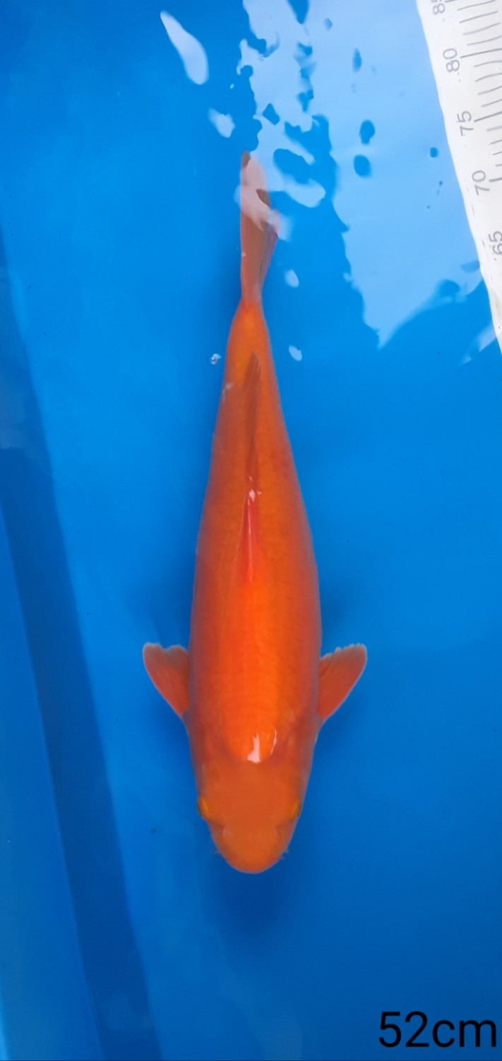 Juara 4