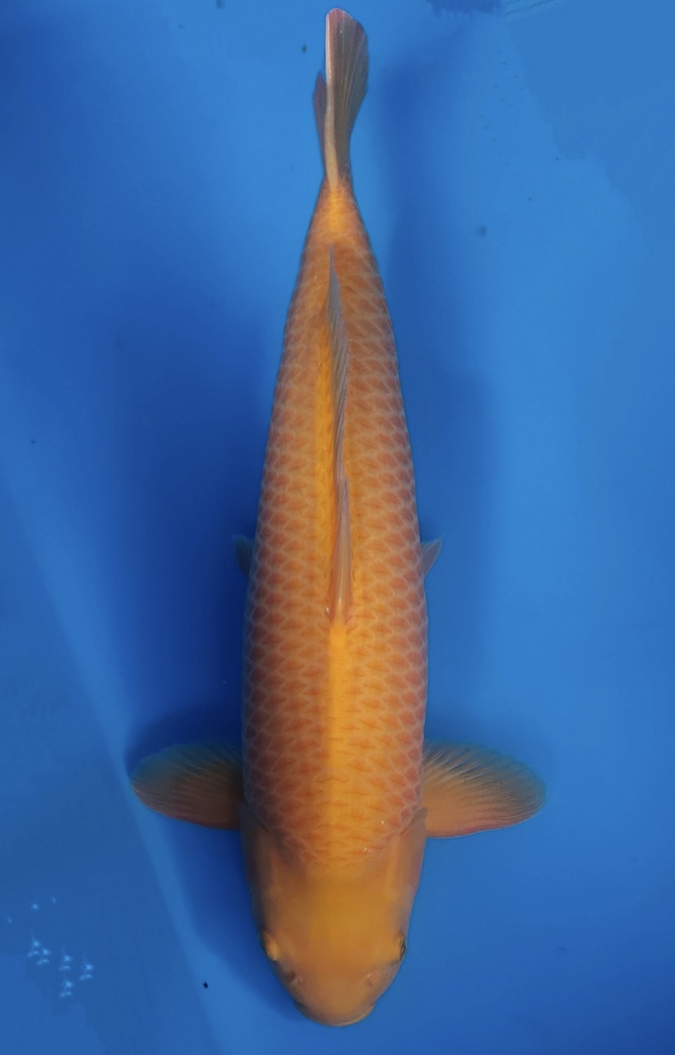 Best In Size E 51 - 55 cm