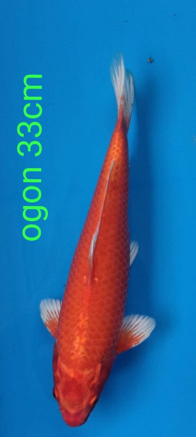 Juara 4
