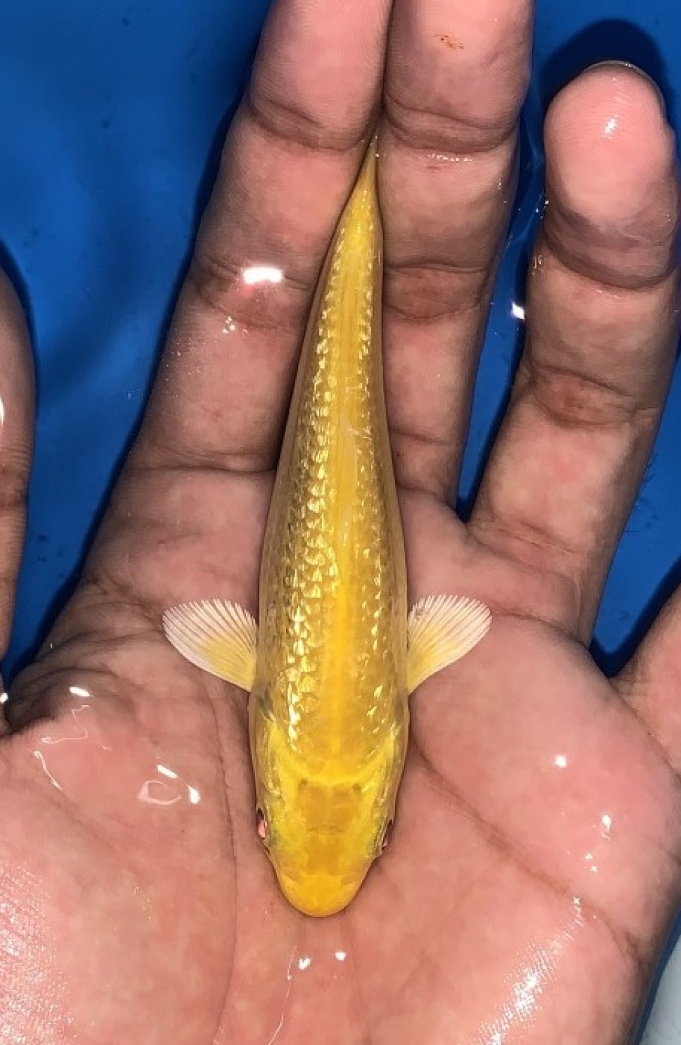 Juara 1