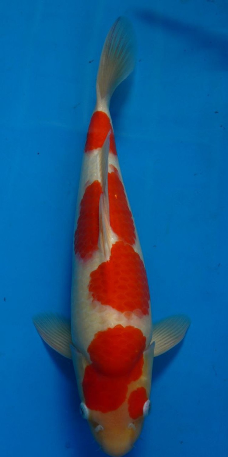 Juara 5