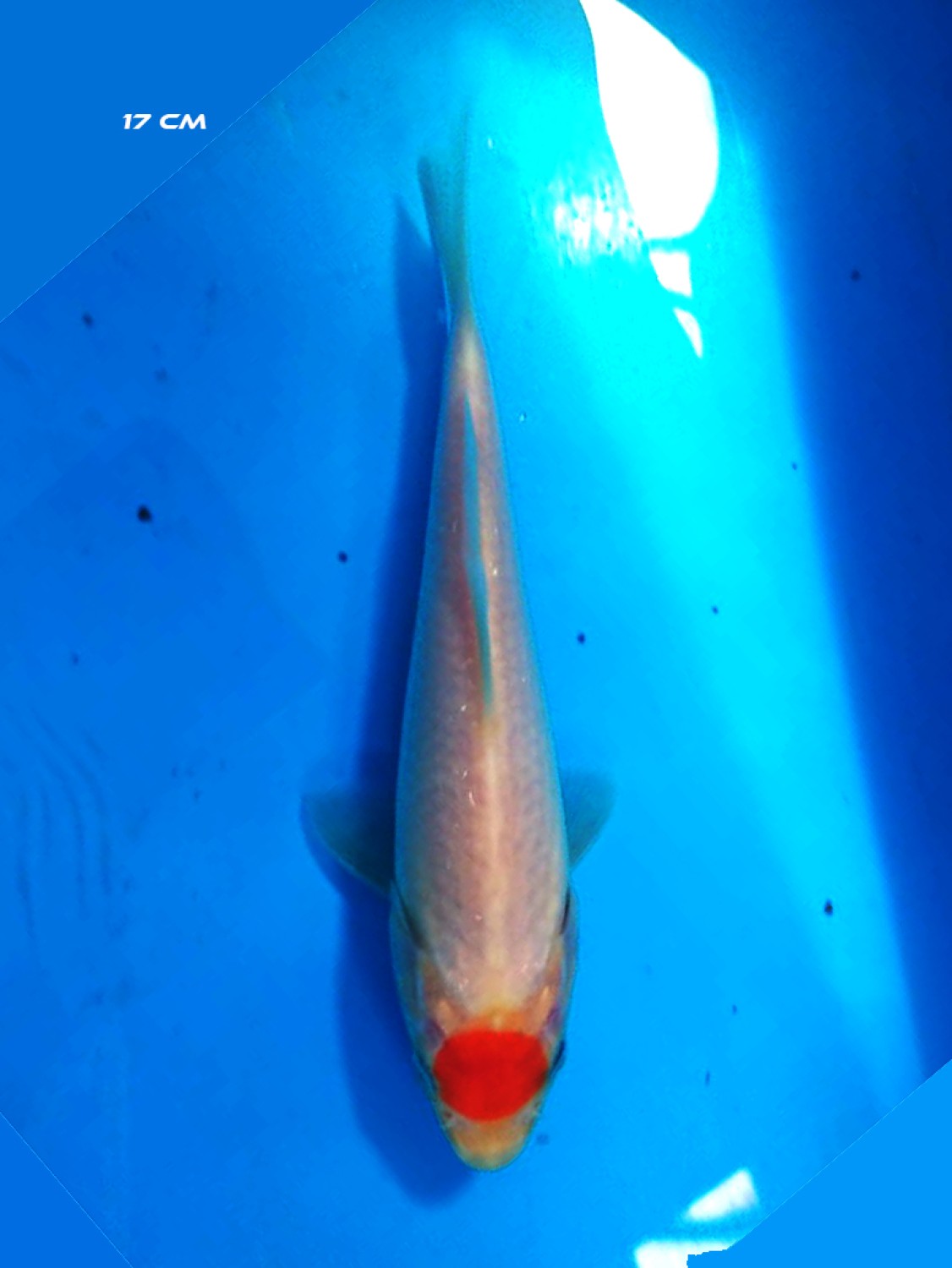 Juara 2