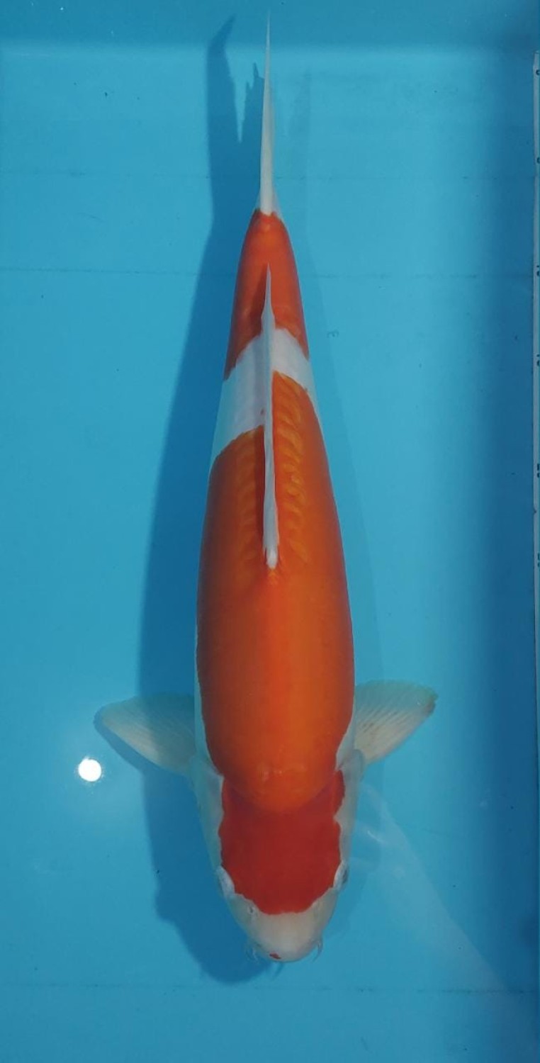 Juara 3