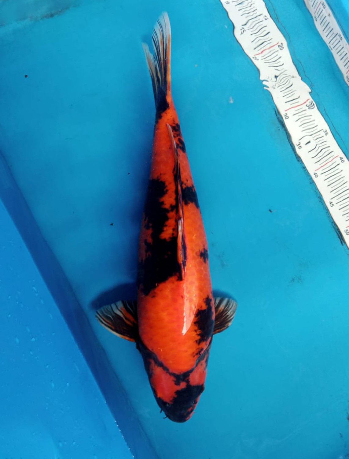 Best In Size D 51 - 55 cm